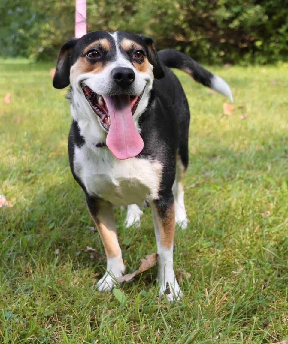 Shyla, an adoptable mixed breed in Palatine, IL image 4/6
