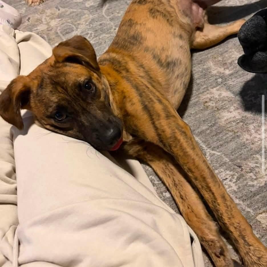 Enlarge Cooper, a Adoptable mixed breed in Mount Bethel, PA image 2/6