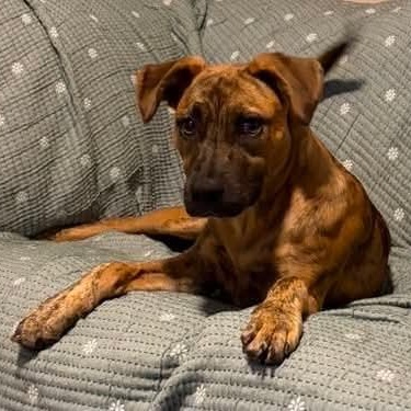 Cooper, Adoptable, Young Male Mountain Cur & Plott Hound.