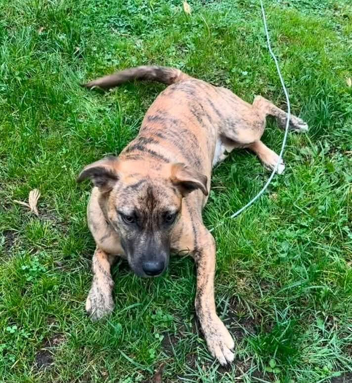 Enlarge Cooper, a Adoptable mixed breed in Mount Bethel, PA image 5/6