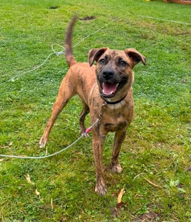Enlarge Cooper, a Adoptable mixed breed in Mount Bethel, PA image 4/6