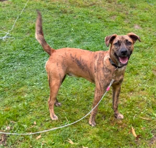Enlarge Cooper, a Adoptable mixed breed in Mount Bethel, PA image 6/6
