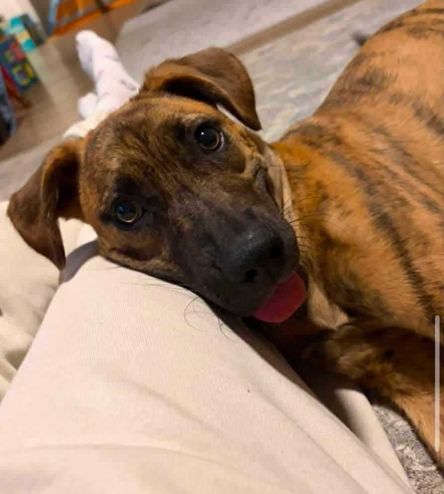 Enlarge Cooper, a Adoptable mixed breed in Mount Bethel, PA image 3/6