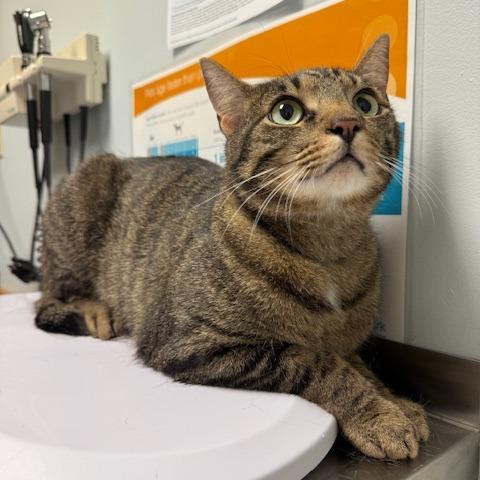 Cricket, Adoptable, Adult Male Domestic Short Hair.