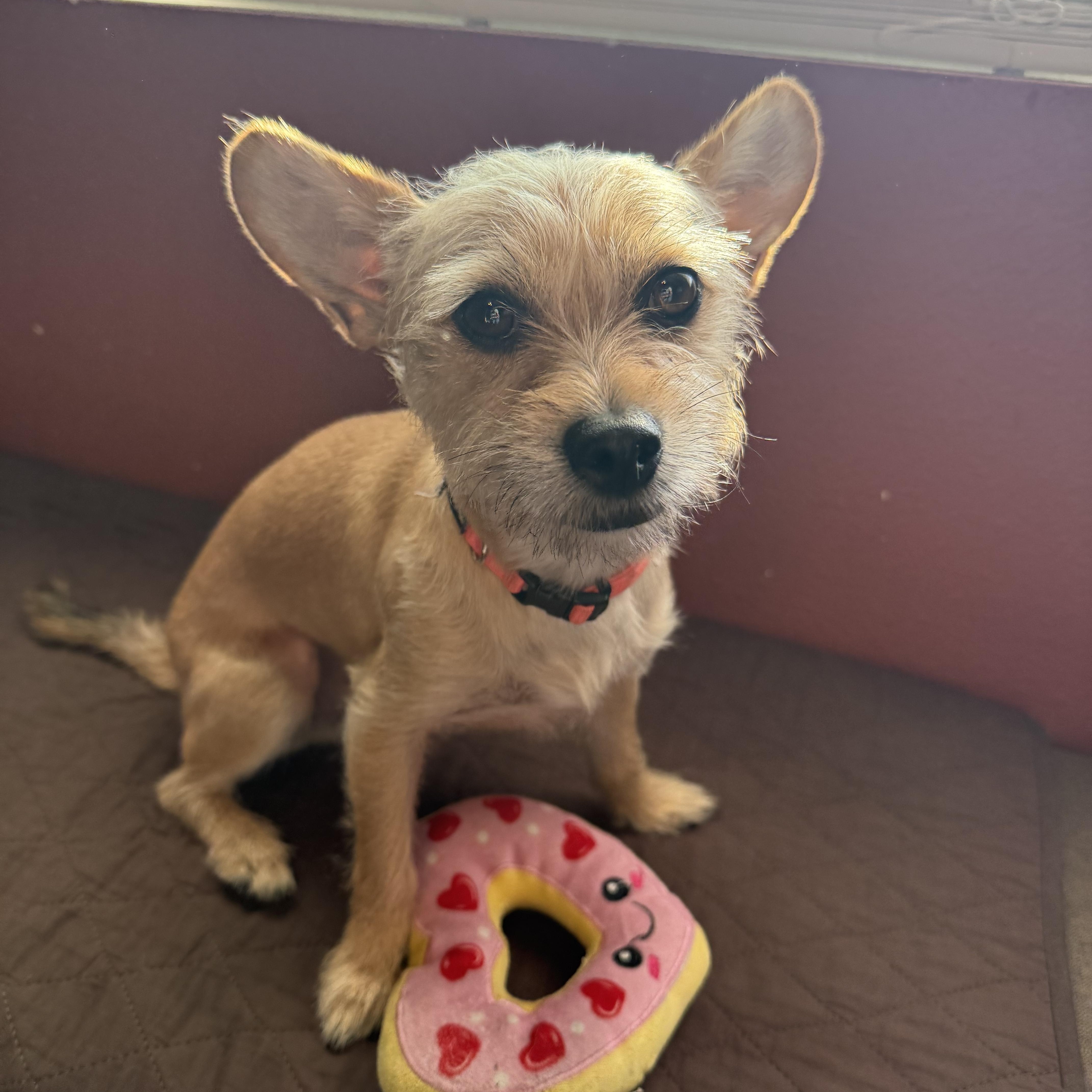 Angus, a Adoptable mixed breed in Lake Forest, CA image 1/5