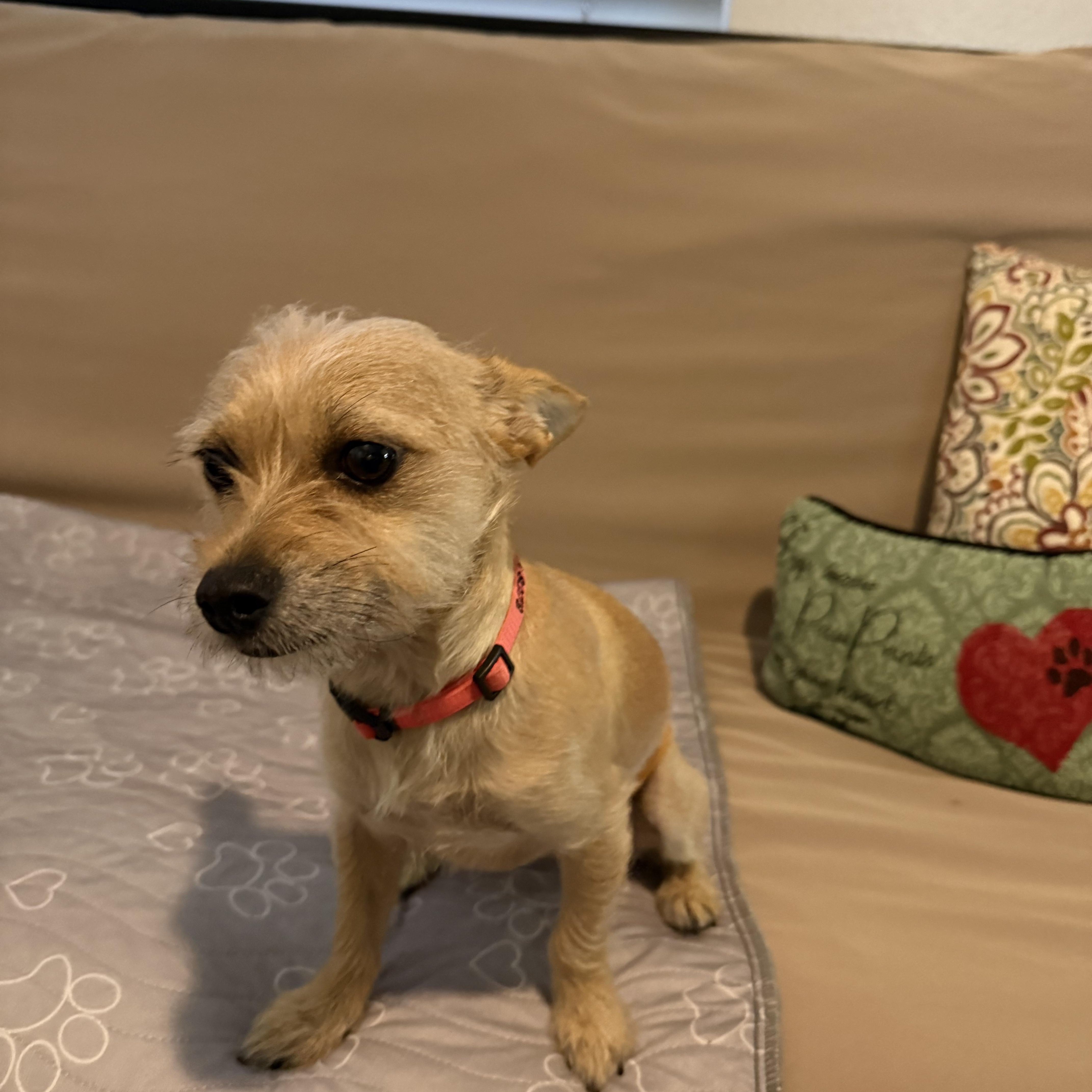 Angus, adopted, Young Male Yorkshire Terrier & Chihuahua.