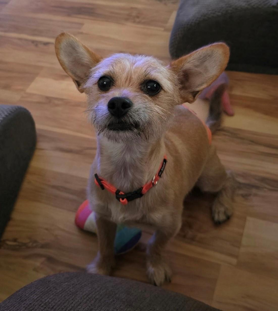 Angus, a Adoptable mixed breed in Lake Forest, CA image 3/5