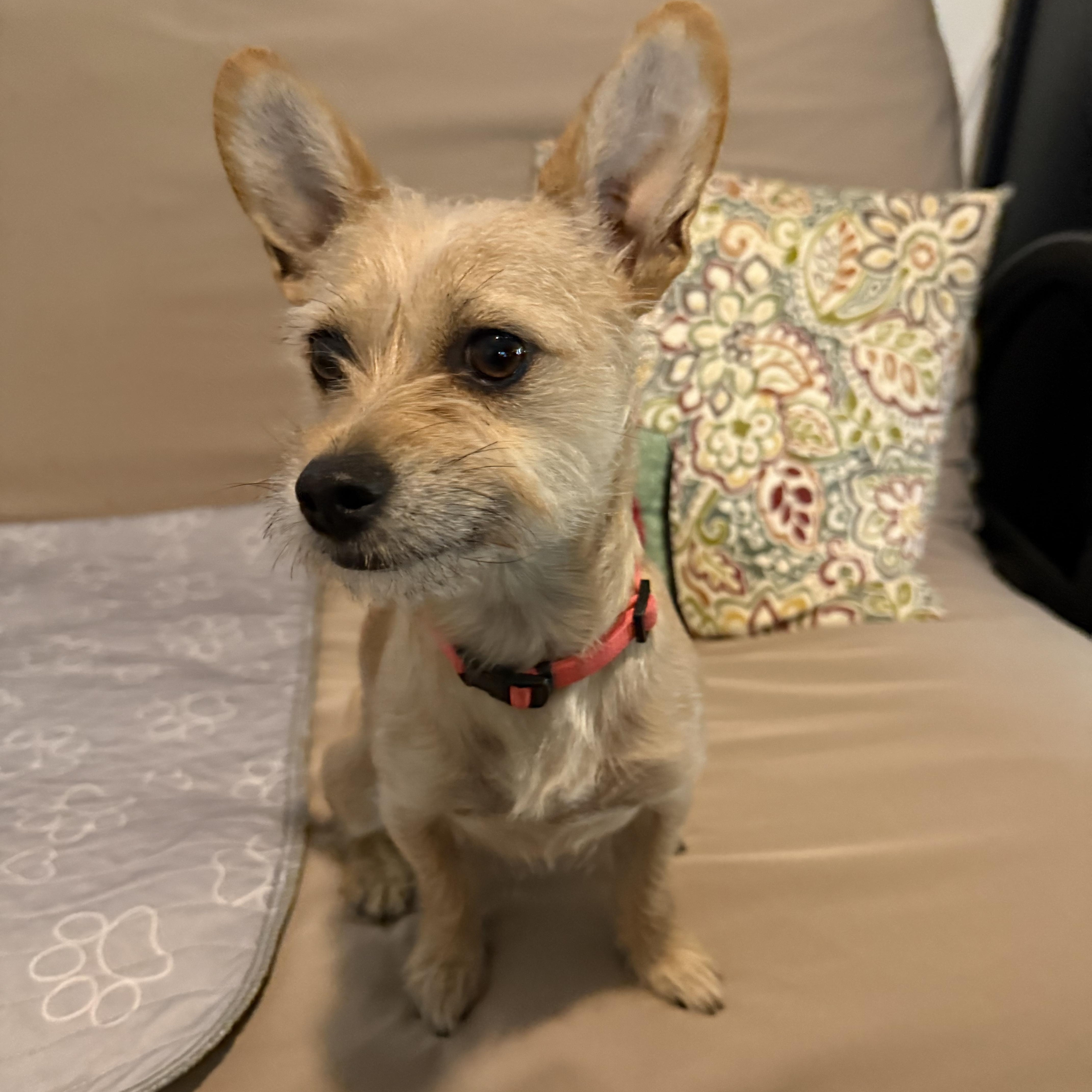 Angus, a Adoptable mixed breed in Lake Forest, CA image 4/5