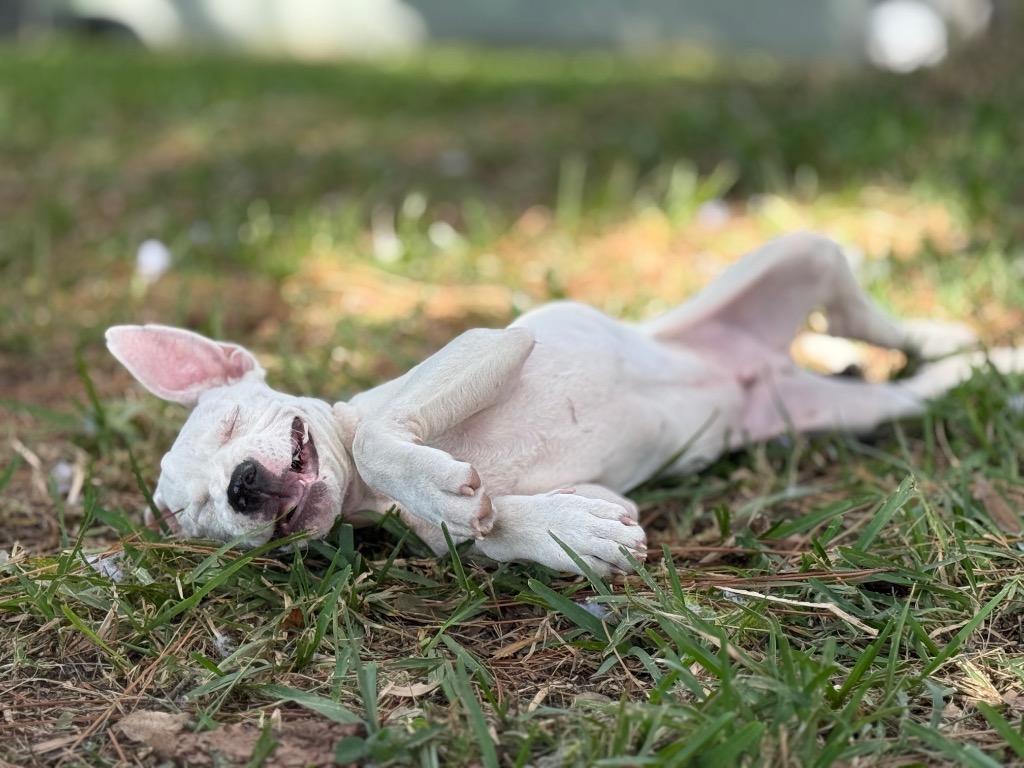 Benjamin Jr, Adoptable, Young Male Mastiff & Pit Bull Terrier.