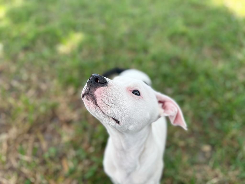 Benjamin Jr, a Adoptable mixed breed in Orlando, FL image 4/4