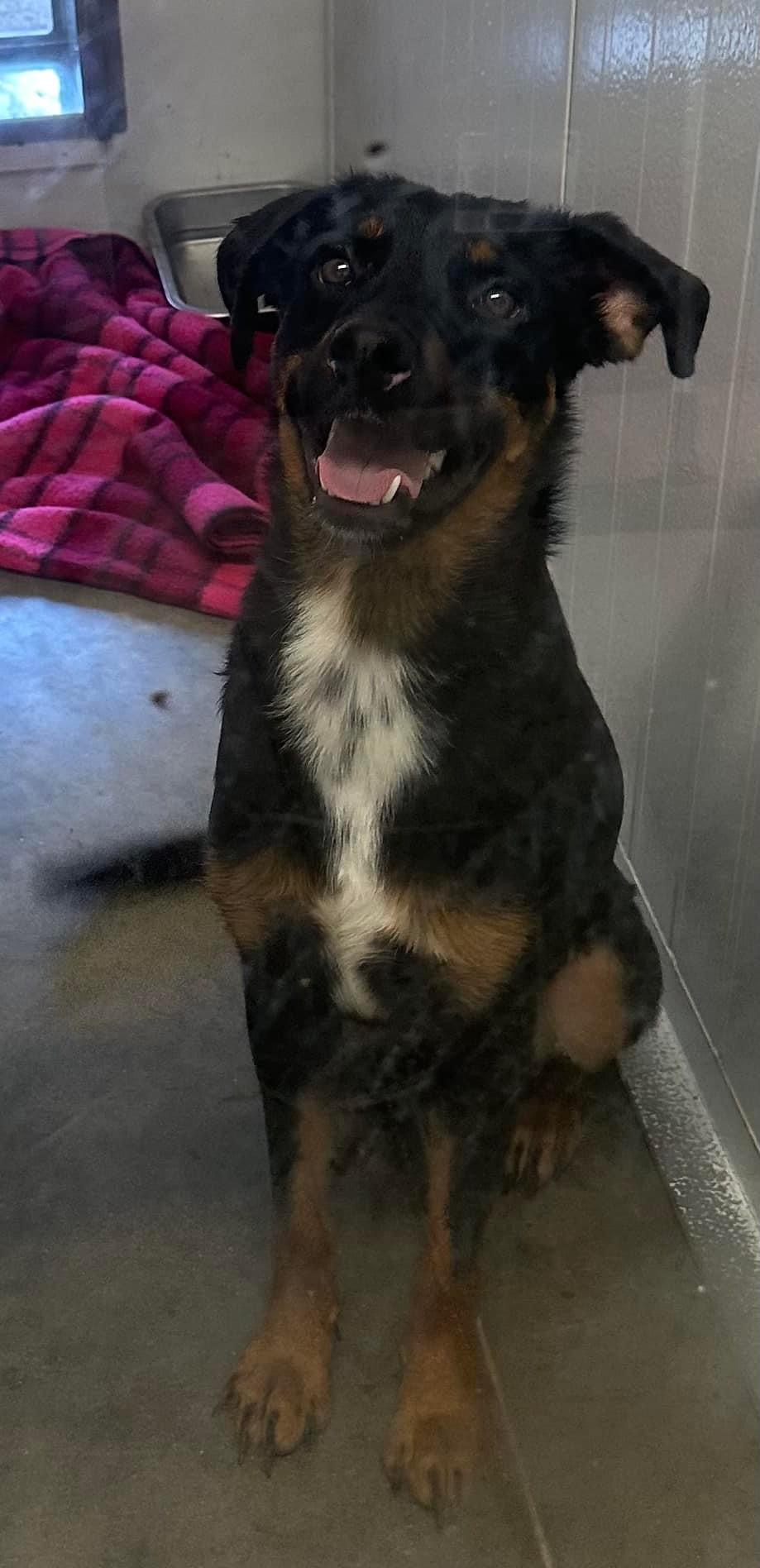 Floody Waters, Adopted, Adult Male German Shepherd Dog & Rottweiler.