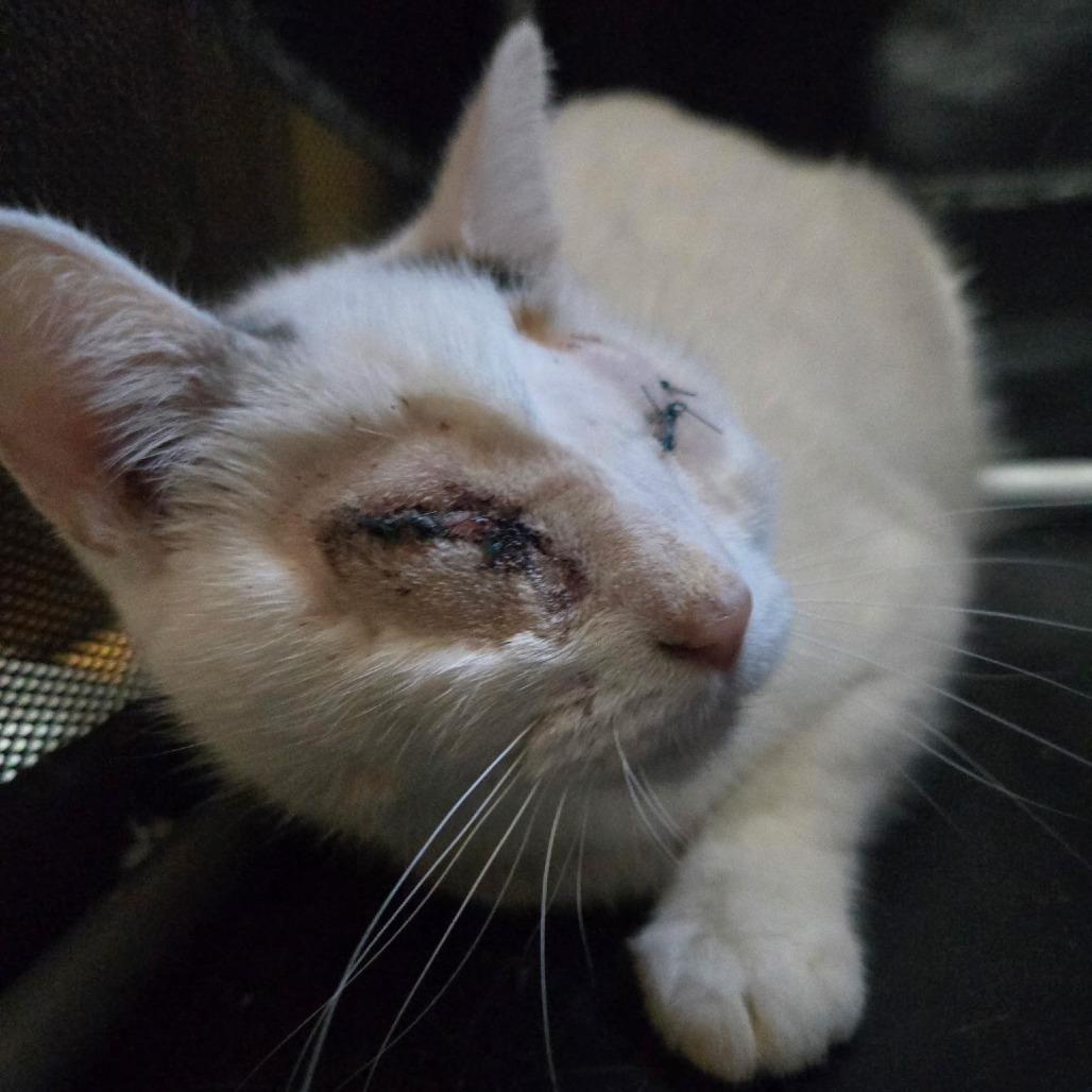 Cookie, Adoptable, Young Female Domestic Short Hair.