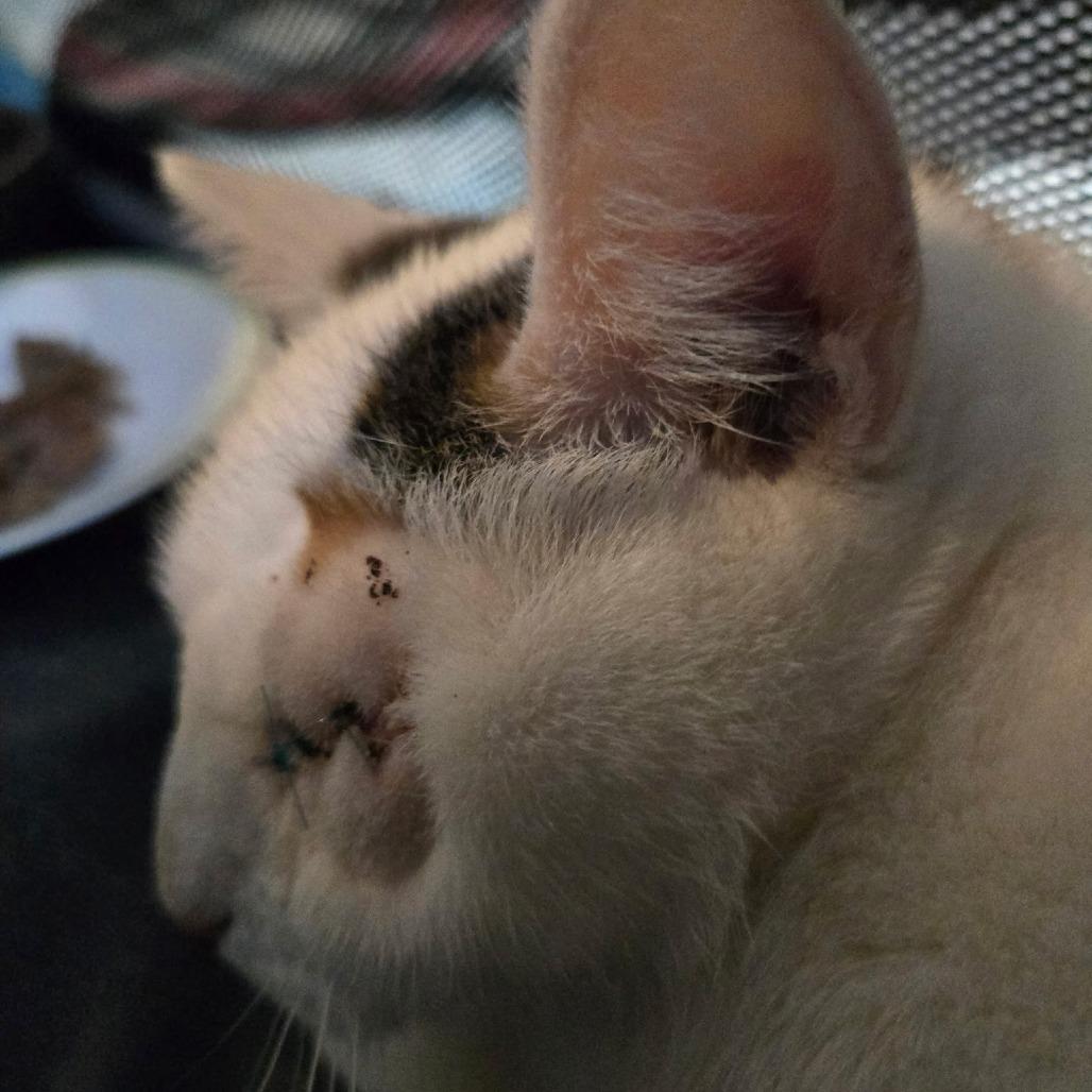 Cookie, a Adoptable Domestic Short Hair in Coos Bay, OR image 2/5