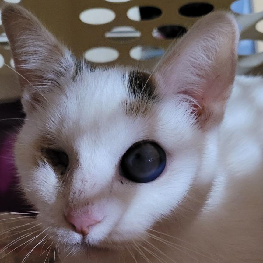 Cookie, a Adoptable Domestic Short Hair in Coos Bay, OR image 3/5