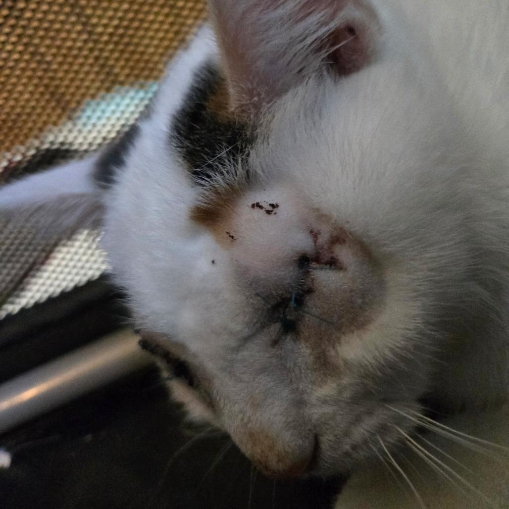 Cookie, a Adoptable Domestic Short Hair in Coos Bay, OR image 4/5