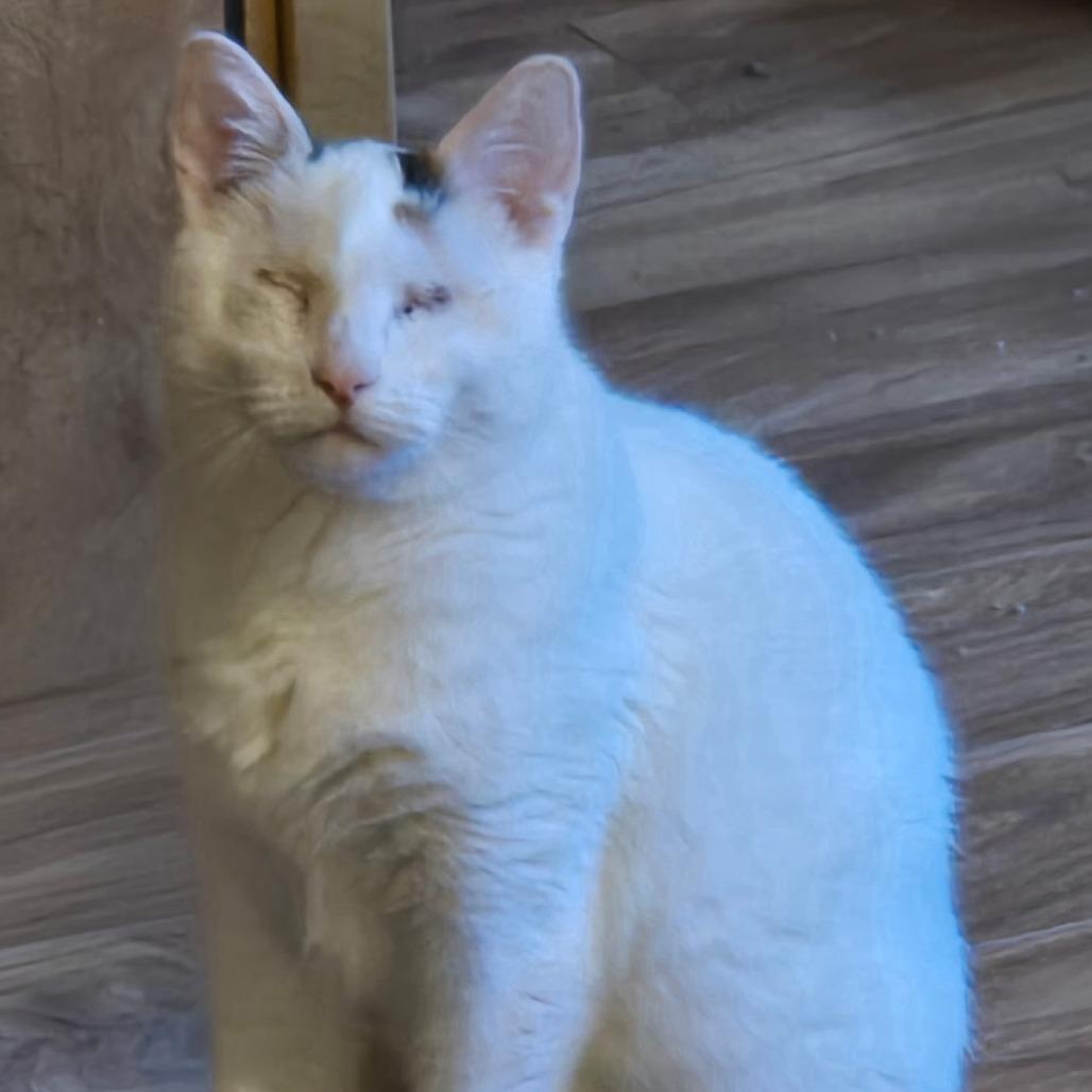 Cookie, a Adoptable Domestic Short Hair in Coos Bay, OR image 5/5