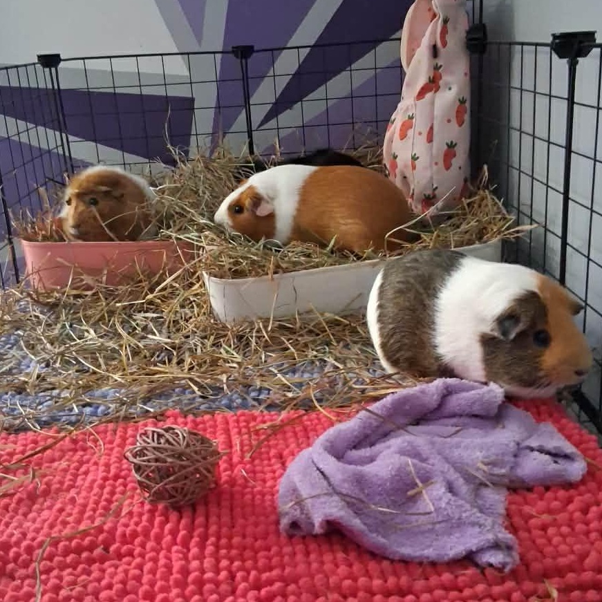 Enlarge Latte, a Adoptable Guinea Pig in Rochester, NY image 3/4