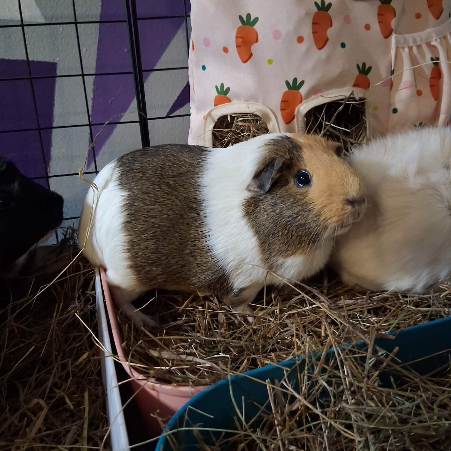 Latte, Adoptable, Adult Female Guinea Pig.