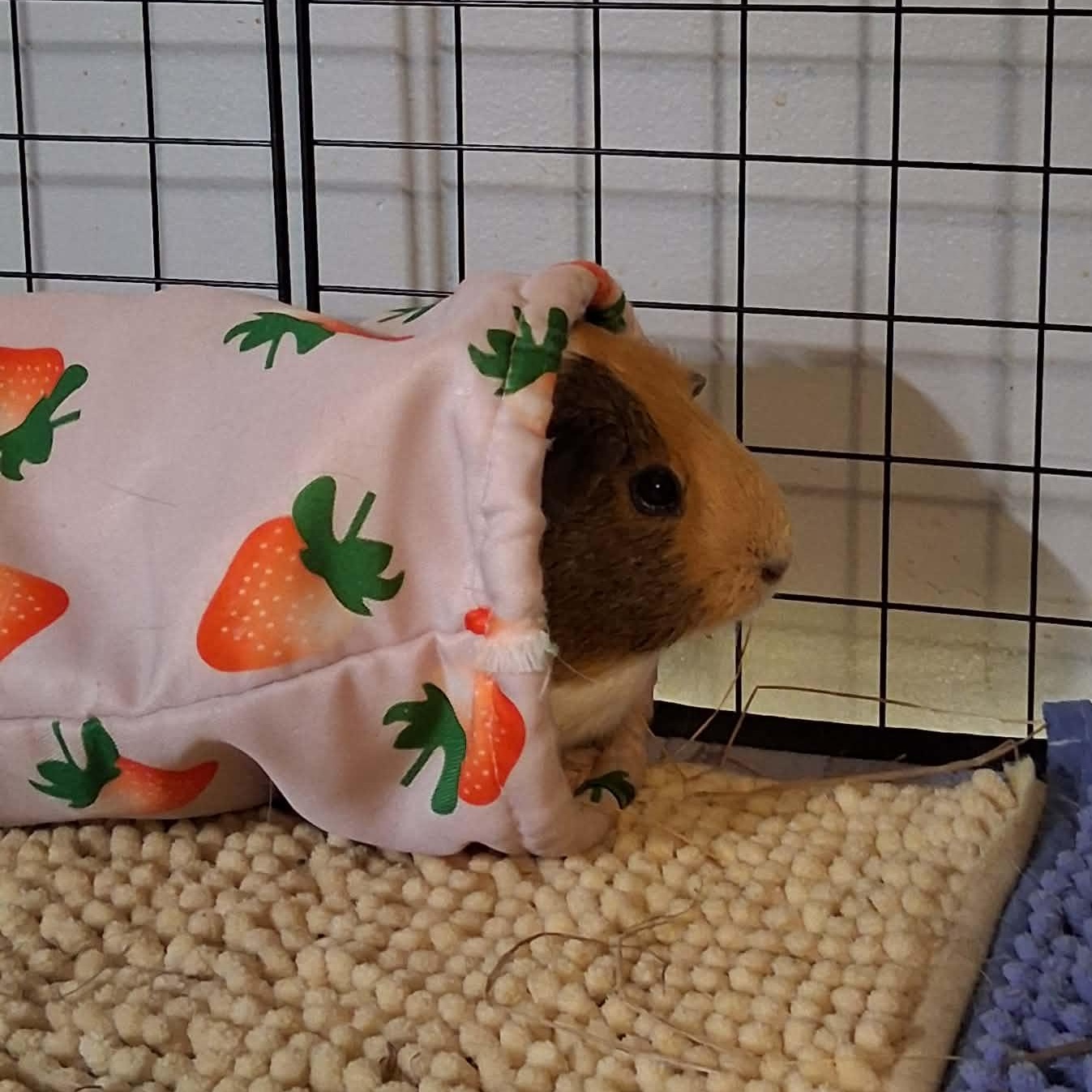 Enlarge Latte, a Adoptable Guinea Pig in Rochester, NY image 4/4