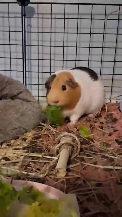 Enlarge Latte, a Adoptable Guinea Pig in Rochester, NY video 5/5