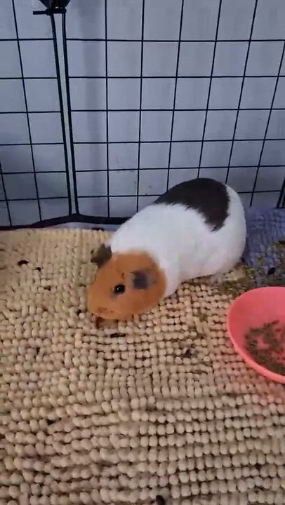 Enlarge Latte, a Adoptable Guinea Pig in Rochester, NY video 2/4