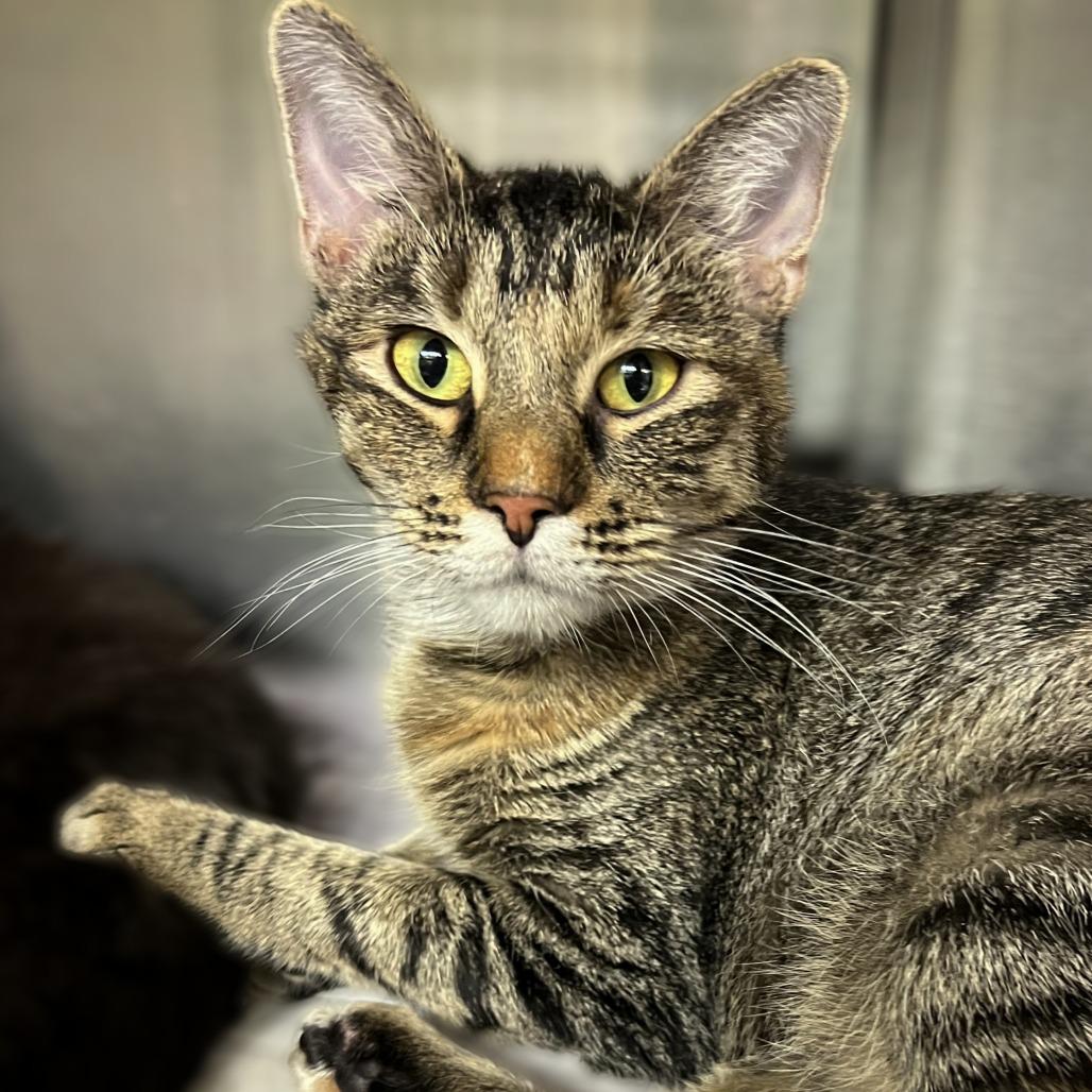 Pine, Adoptable, Adult Female Domestic Short Hair.