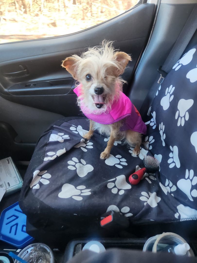 Leela, Adopted, Adult Female Terrier & Chinese Crested Dog.