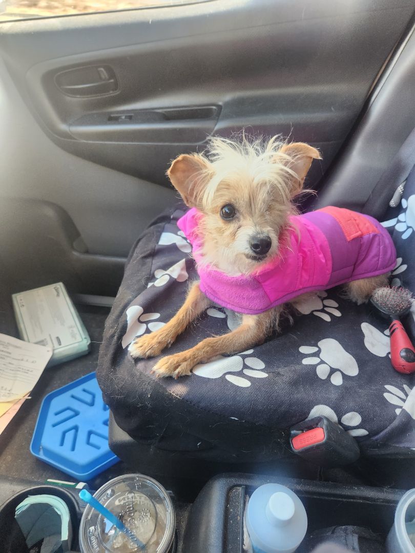 Leela, a Adopted mixed breed in Woonsocket, RI image 2/5