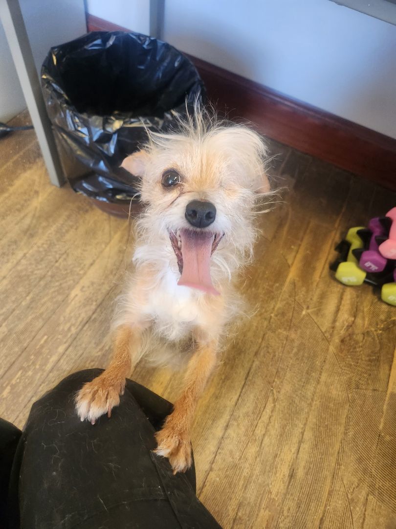 Leela, a Adopted mixed breed in Woonsocket, RI image 3/5