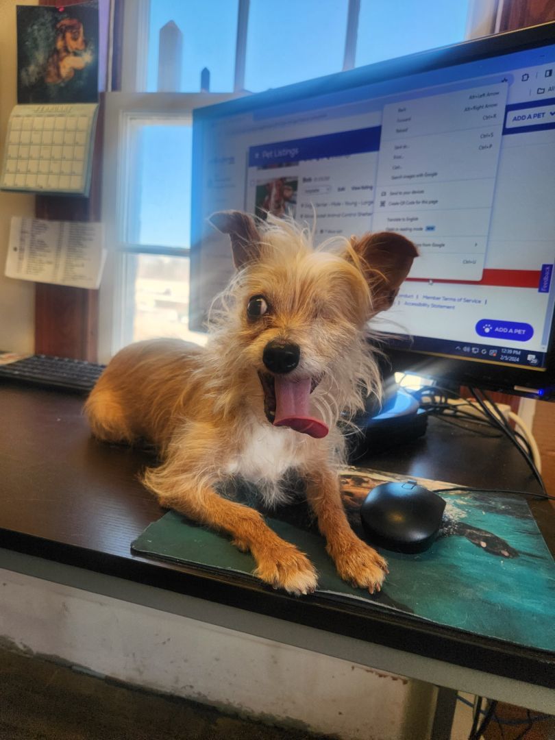 Leela, a Adopted mixed breed in Woonsocket, RI image 4/5