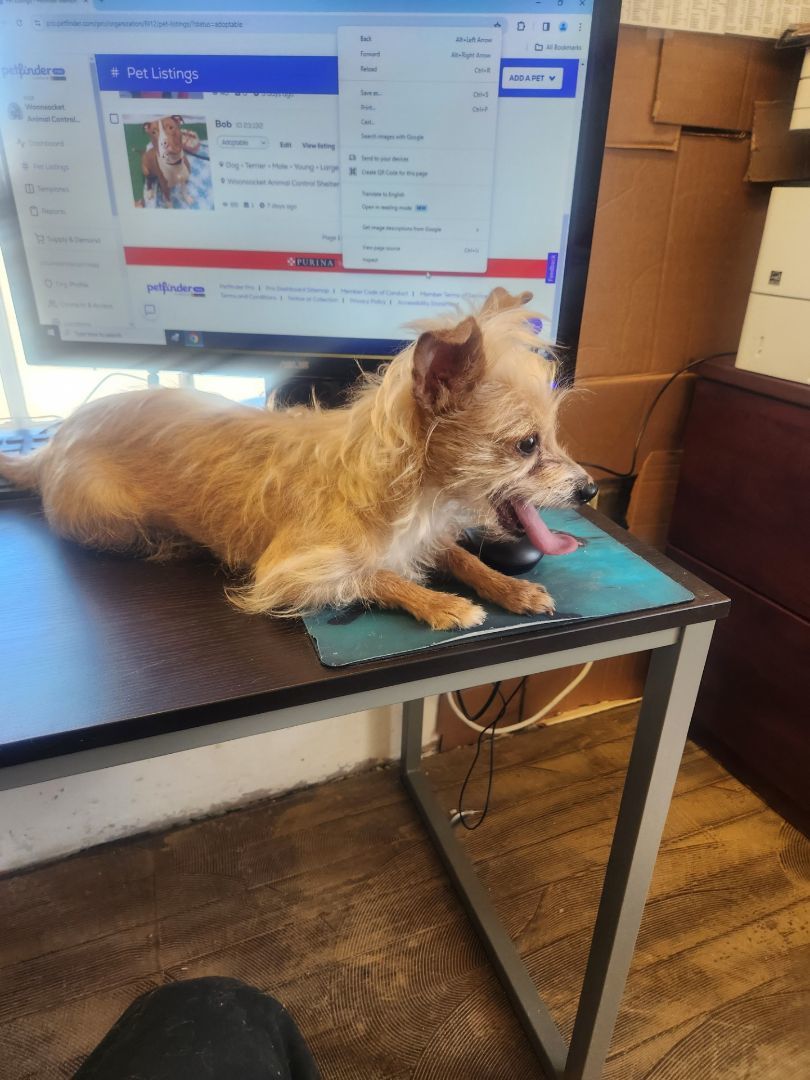 Leela, a Adopted mixed breed in Woonsocket, RI image 5/5