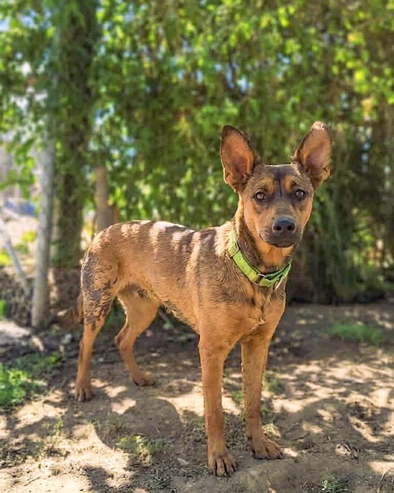 Stormy, adoptable, Puppy Male Shepherd.