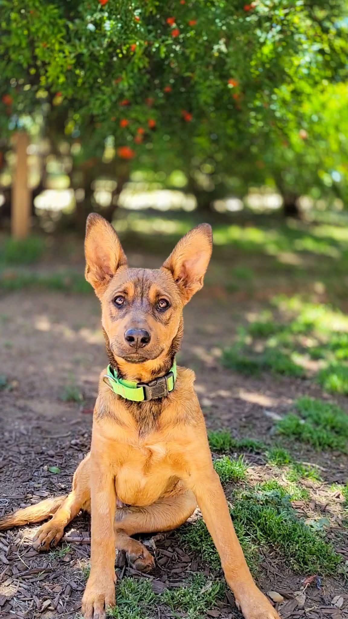 Enlarge Stormy, an adoptable mixed breed in Temecula, CA image 1/3