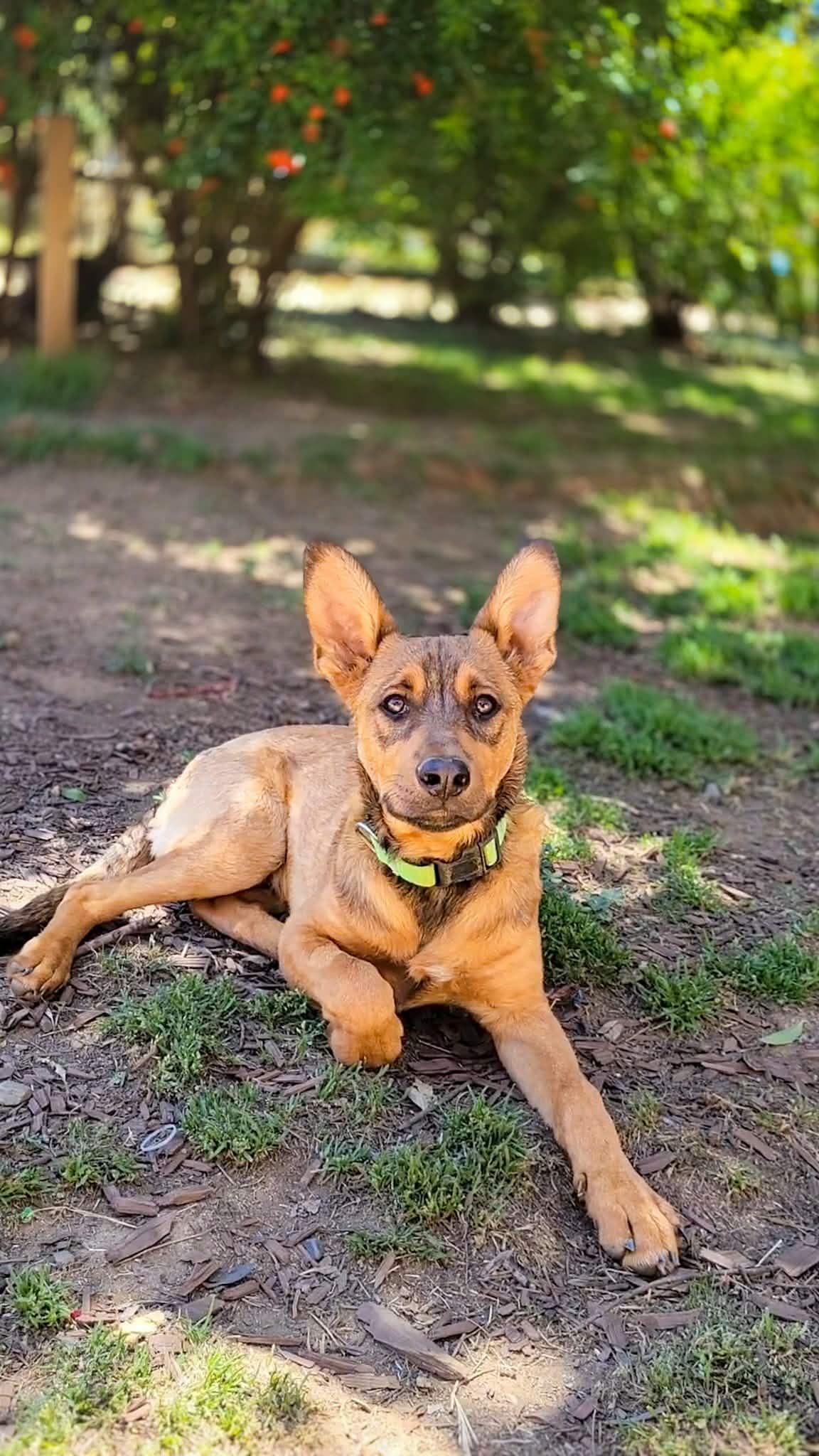 Enlarge Stormy, an adoptable mixed breed in Temecula, CA image 3/3