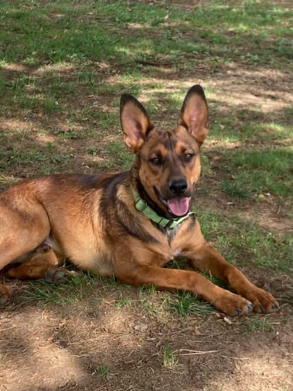 Stormy, Adoptable, Puppy Male German Shepherd Dog.