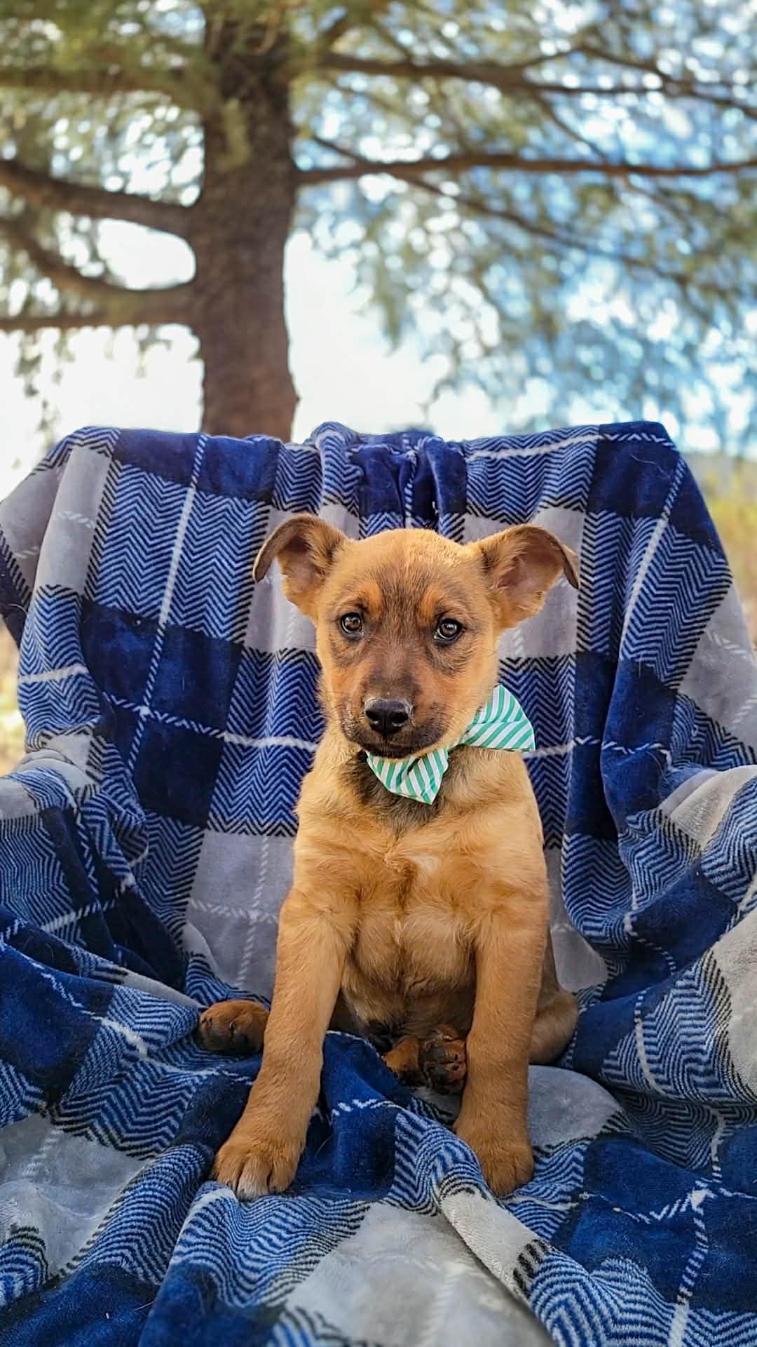 Enlarge Stormy, a ADOPTABLE mixed breed in Temecula, CA image 1/1