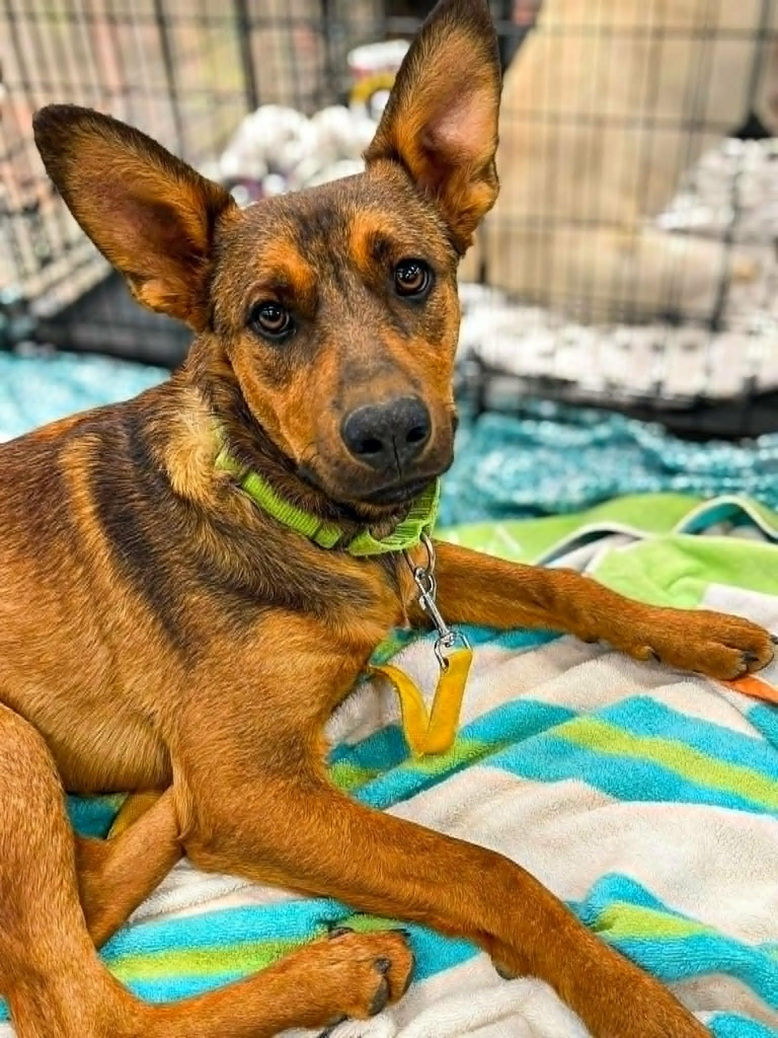 Enlarge Stormy, an adoptable mixed breed in Temecula, CA image 1/5