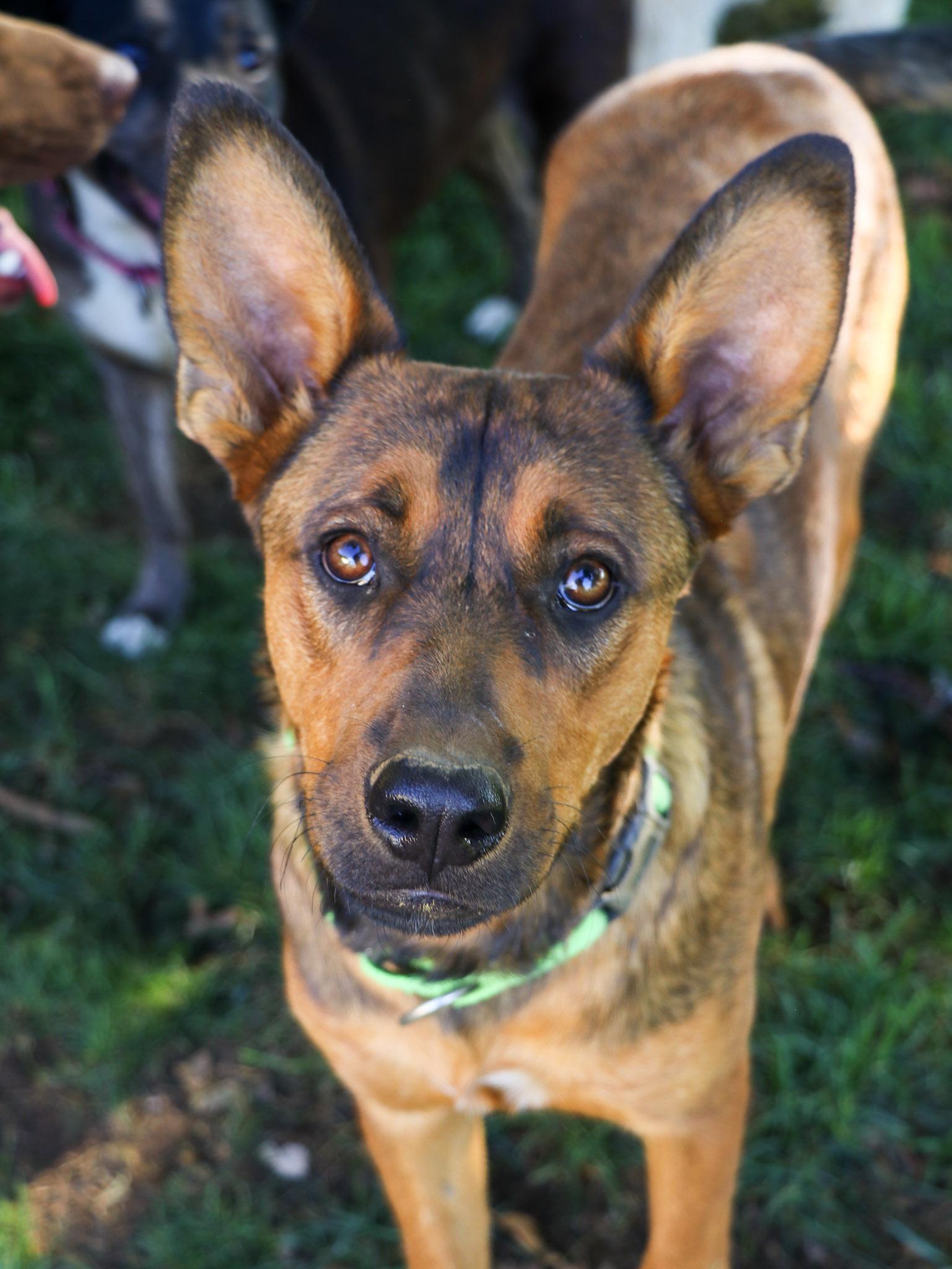 Stormy, Adoptable, Puppy Male German Shepherd Dog & American Staffordshire Terrier.