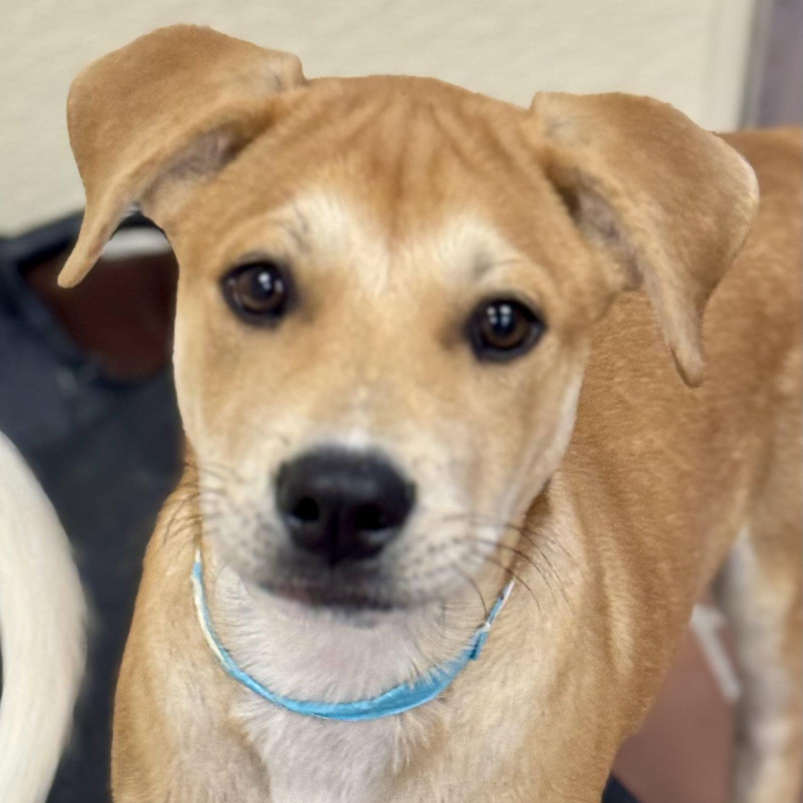 Enlarge Jake, a Adoptable Labrador Retriever in Lake Hopatcong, NJ image 1/3
