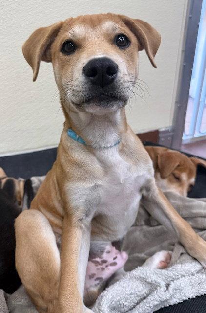 Enlarge Jake, a Adoptable Labrador Retriever in Lake Hopatcong, NJ image 3/3