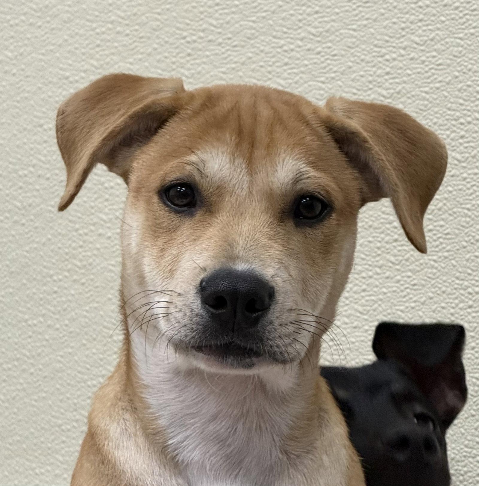 Enlarge Jake, a Adoptable Labrador Retriever in Lake Hopatcong, NJ image 2/3