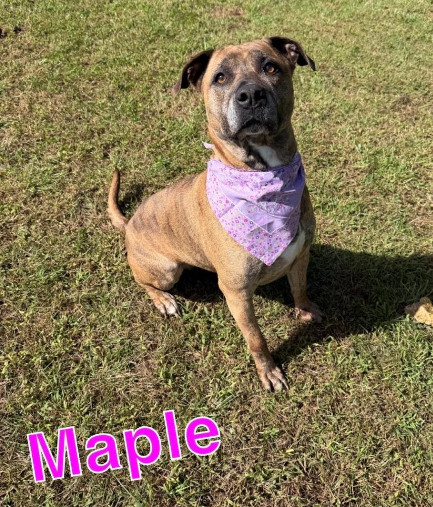 MAPLE, Adoptable, Adult Female Pit Bull Terrier & Labrador Retriever.