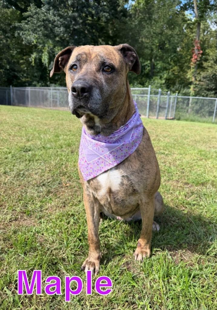 Enlarge MAPLE, a Adoptable mixed breed in Hastings, MI image 2/4