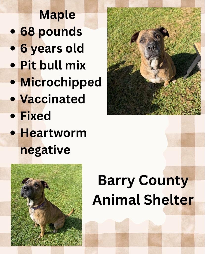 Enlarge MAPLE, a Adoptable mixed breed in Hastings, MI image 3/4