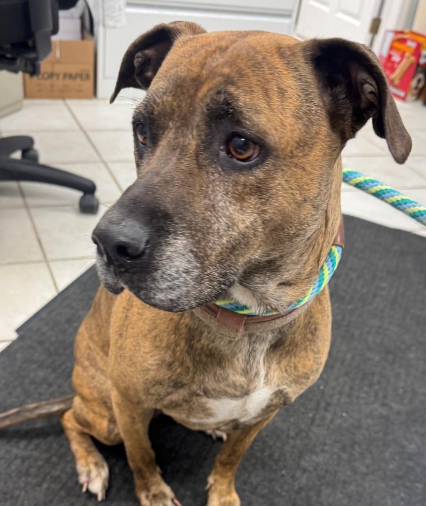 MAPLE, Adoptable, Adult Female Pit Bull Terrier & Labrador Retriever.