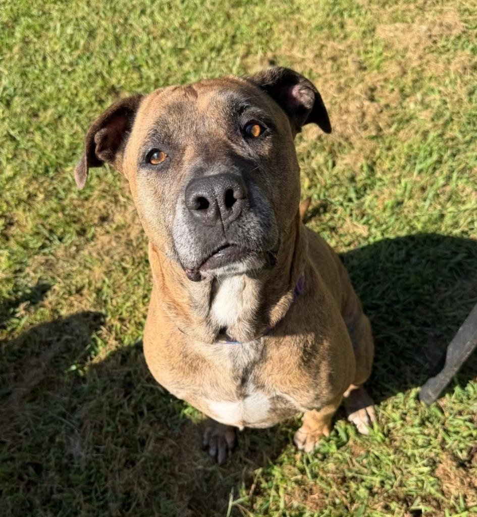 Enlarge MAPLE, a Adoptable mixed breed in Hastings, MI image 4/4