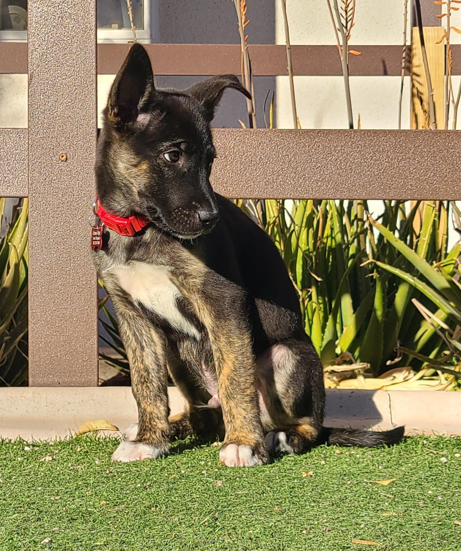 Pierre, ADOPTABLE, Puppy Male Cattle Dog.