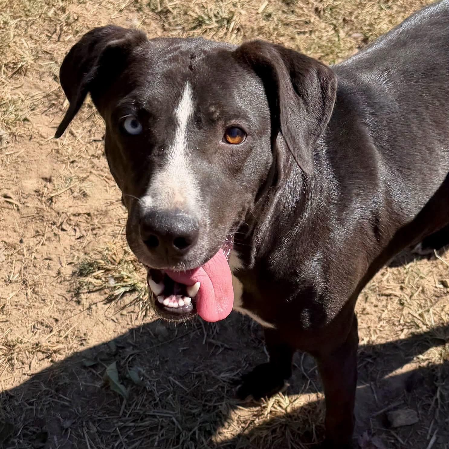 Bebe, Adoptable, Adult Female Black Labrador Retriever & Border Collie.