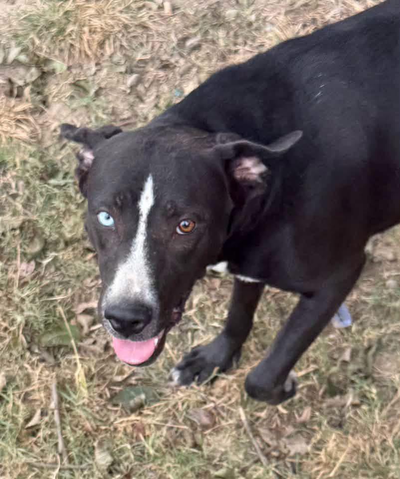 Enlarge Bebe, a Adoptable mixed breed in Quakertown, PA image 6/6
