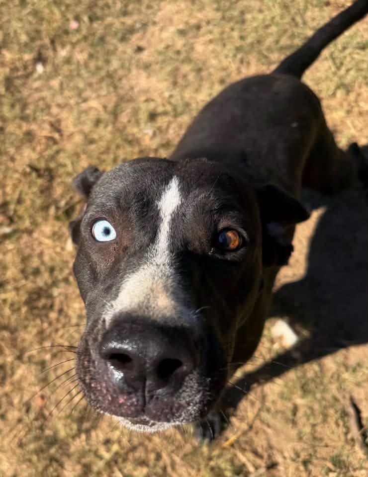 Enlarge Bebe, a Adoptable mixed breed in Quakertown, PA image 4/6